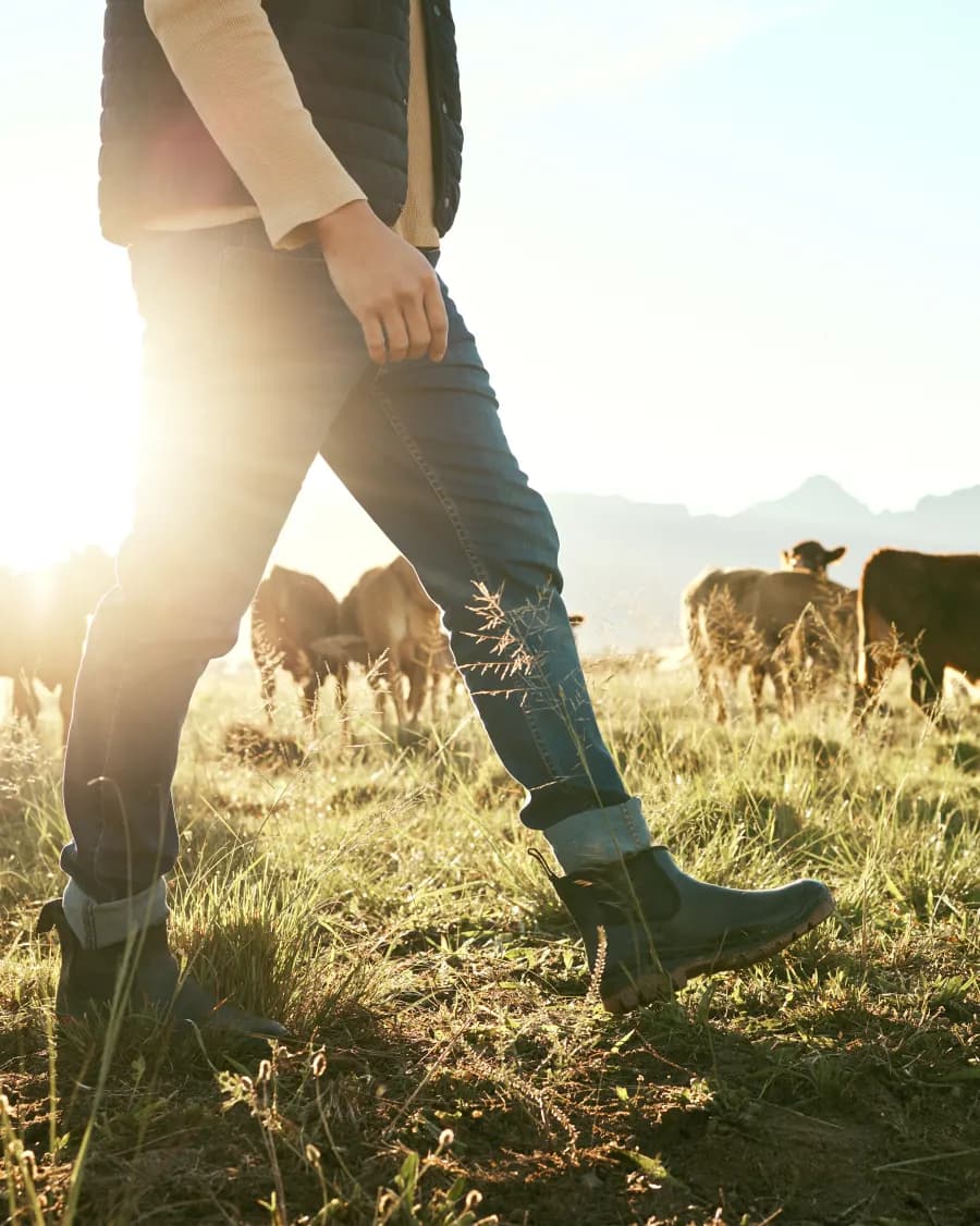 A farmer walking through a pasture at sunrise, with the herd grazing behind