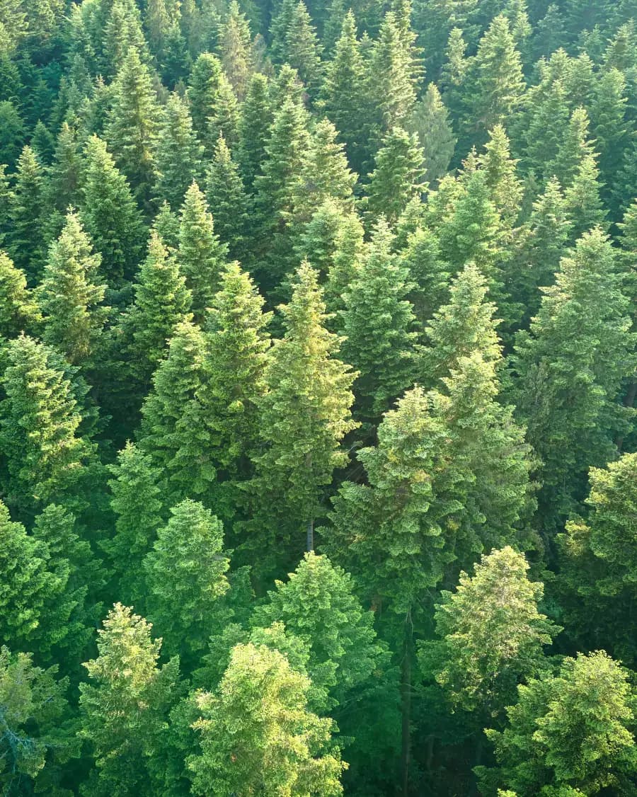 Aerial view of a dense pine and spruce forest
